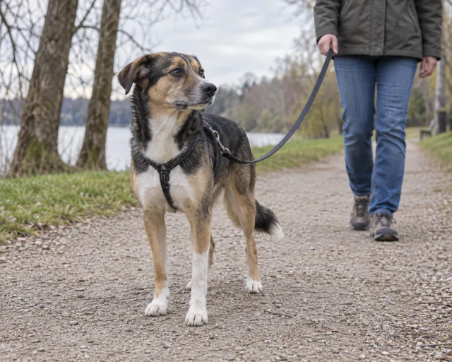 Featured image for Recognising stress and fear signals in dogs