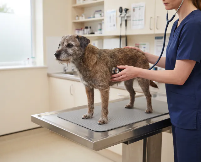 Featured image for Senior dog health checks