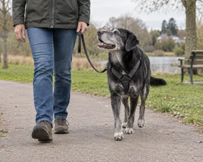 Featured image for Training an older dog with established unwanted behaviour