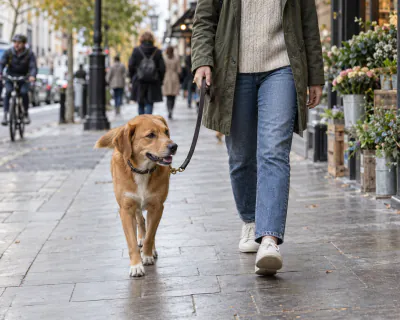 Featured image for Walking a dog in busy urban environments