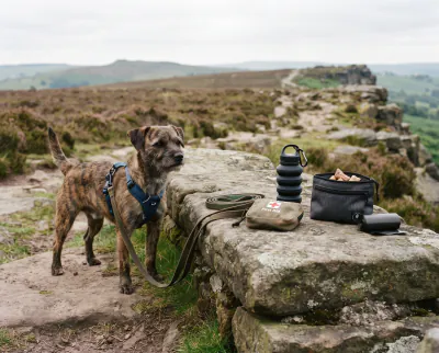 Featured image for What to carry on a dog walk
