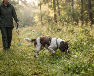 Illustration for the Dog Exercise Planner