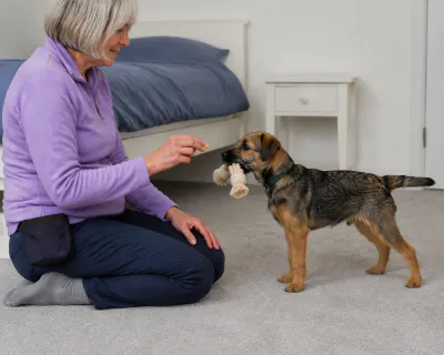 The woman holding a piece of chicken still in front of the puppy's nose while the puppy still holds the rope toy.