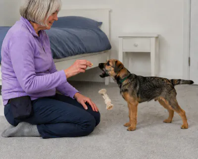 The rope toy dropping from the puppy's open mouth towards the carpet as it reaches for the chicken in the woman's fingers.
