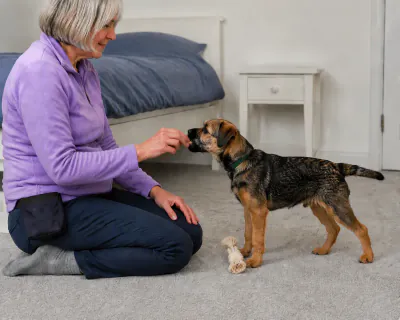 The puppy eating chicken from the woman's fingers, the rope toy lying on the carpet between its front paws.