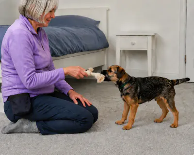 The woman offering the rope toy back to the puppy, which is reaching to take it by the knot.