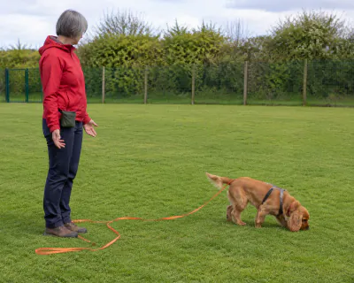 A golden working Cocker Spaniel sniffing the mown grass of a fenced field, an orange long line trailing in loose curves from its harness, while a woman stands a few metres away with empty hands.
