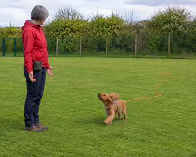 The Cocker Spaniel running in across the grass towards the woman, ears flying and the orange line snaking loosely behind it.