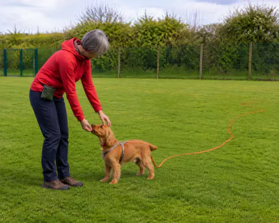 The woman crouching slightly with two fingers of her left hand hooked lightly under the Cocker Spaniel's tan collar while her right hand brings food to its mouth.