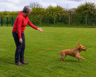 The Cocker Spaniel bounding away from the woman across the field, the orange line trailing behind, as she straightens up with one arm gesturing forward.