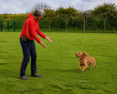 The Cocker Spaniel galloping towards the woman across the fenced field with no line attached, while she stands with her hands low and the orange line coiled over her shoulder.