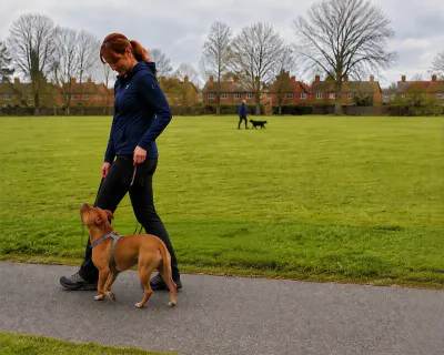 The woman walking past the field with her body between the Staffordshire Bull Terrier and the distant walker and dog, the lead in a loose J shape and the dog looking up at her.