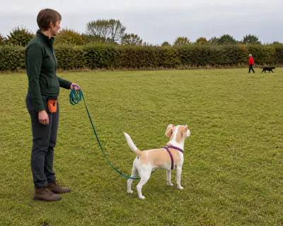 The Beagle standing on a long line at the edge of a field, head raised towards a man walking a black dog far away, while the woman calls its name.