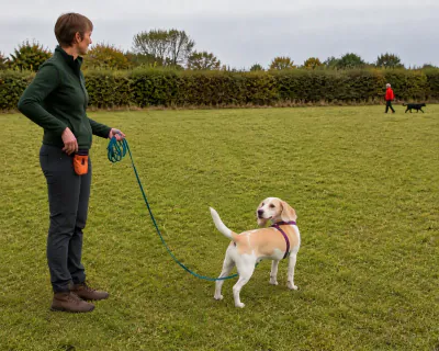The Beagle turning its head away from the distant dog walker to look back at the woman, its body still angled towards the field.
