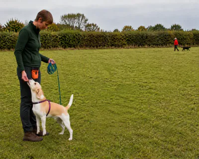 The Beagle at the woman's right leg with its back to the distant dog walker, eating chicken from her low hand at the edge of the field.
