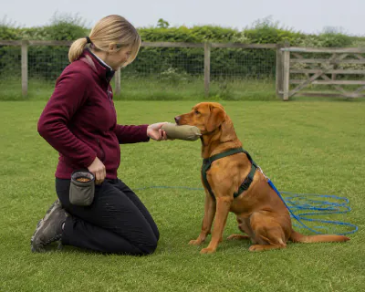 A fox-red Labrador sitting on grass in front of a kneeling woman, its mouth closed softly round the middle of a khaki canvas dummy she is still holding.