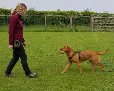The woman stepping backwards across the paddock while the Labrador walks towards her with the dummy held level in its mouth and the long line trailing.