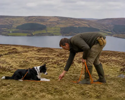 The man bending to feed the Border Collie low between its front paws as it lies on the grass, the orange line gathered in loose folds in his other hand.