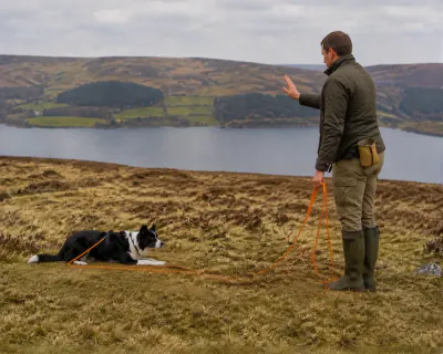 The Border Collie mid-drop on the moorland about eight metres away, front legs folding as it slows from a trot, while the man stands with his palm raised and the long line trailing loose.