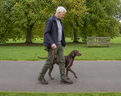 A liver German Shorthaired Pointer walking on a loose tan lead on the far side of an older man on a quiet park path.