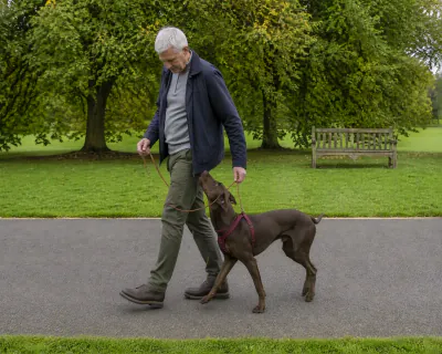 The Pointer swinging round the man's left side towards the camera as he steps off to the left, the lead hanging loosely.