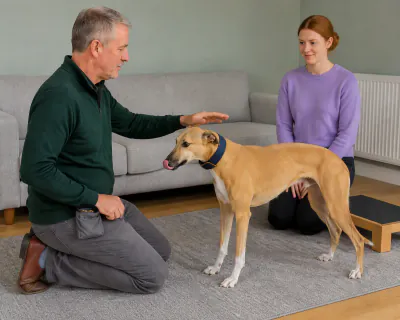 The man lifting his open hand away from the Whippet's neck as his food hand withdraws, the dog standing relaxed between them.
